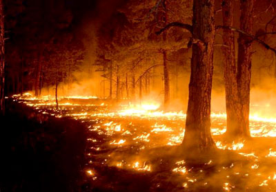 Пожароопасная обстановка на территории лесного фонда