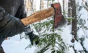 Незаконная рубка деревьев