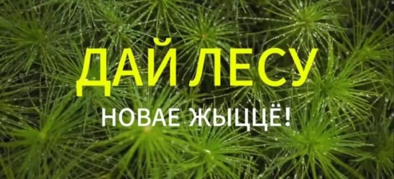 Акция «Дай лесу новае жыццё!» пройдет в Беларуси с 17 по 24 октября