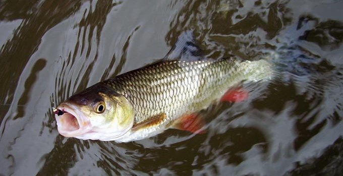 Можно ли рыбачить в период введения запретов и ограничений на посещение лесов?