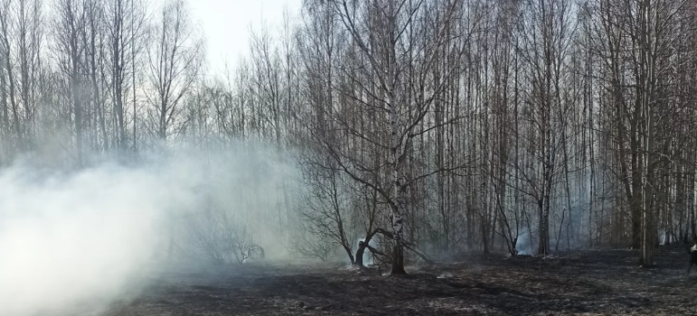 Первый лесной пожар в этом году зафиксирован в Крупском лесхозе.