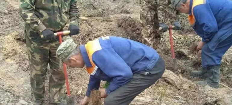 Стартовала республиканская добровольная акция «Аднавім лясы разам!»