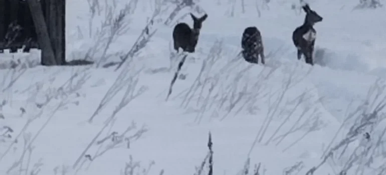 Спасение от холодов: как кормят зверей в Крупском лесхозе