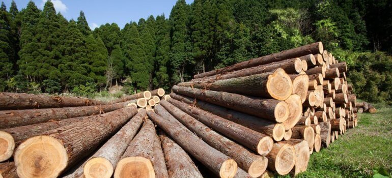 Продлено лицензирование экспорта некоторых видов лесоматериалов