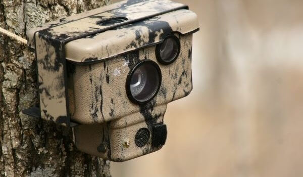 Ведется фото и видеофиксация с помощью лесных камер