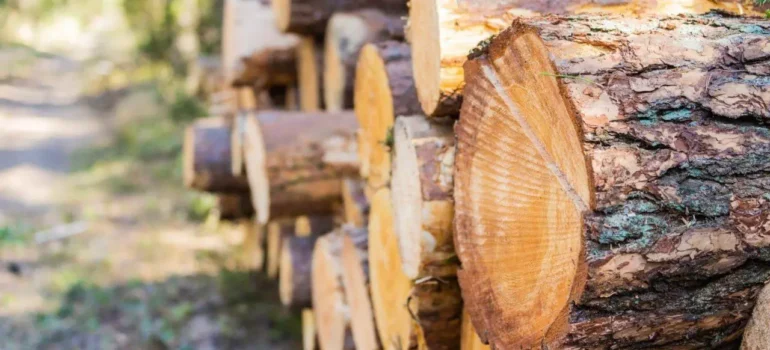 Как самому заготовить дрова в лесничестве?